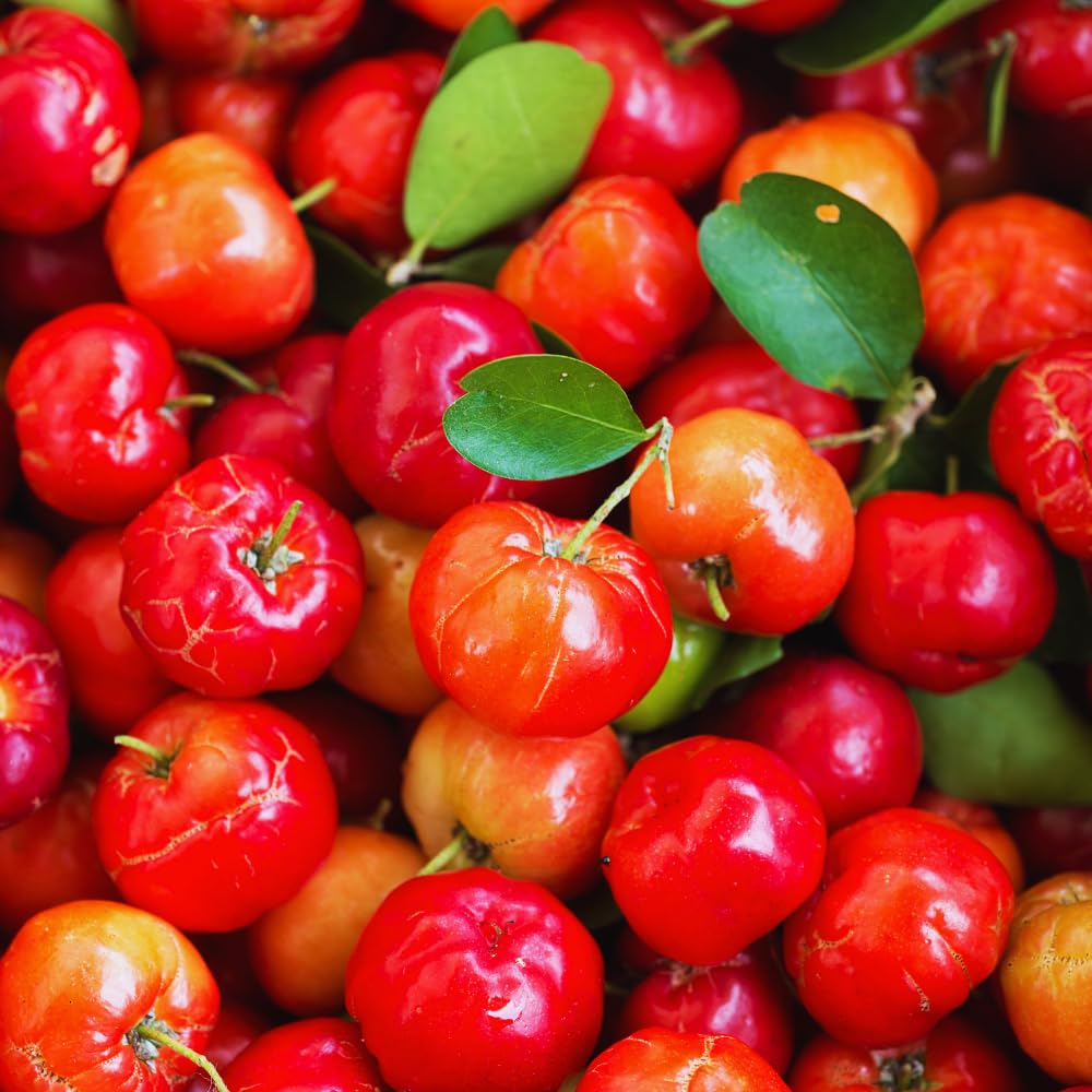 Set 2 Barbados Cherry Plants Live, Cold Hardy Cherry Tree Live Plant from 5 to 7'' Tall