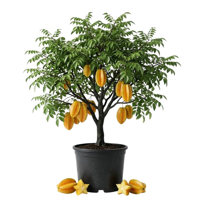 Starfruit Tree in 1 Gallon Pot, Starfruit Fruit Plants Live for Outdoor Gardening, Tropical Fruit Tree, No Ship to CA