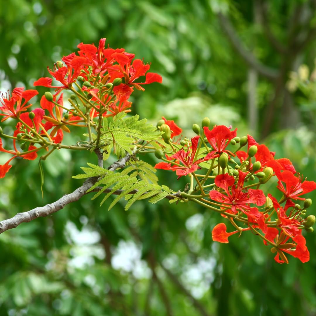 Live Royal Poinciana Tree Plant, Flamboyant Tree Live Plant, Tropical Flowering Flamboyant Tree, 2-3 Feet Tall in 1 Gallon Pot for Outdoor Landscapes, No Ship to CA