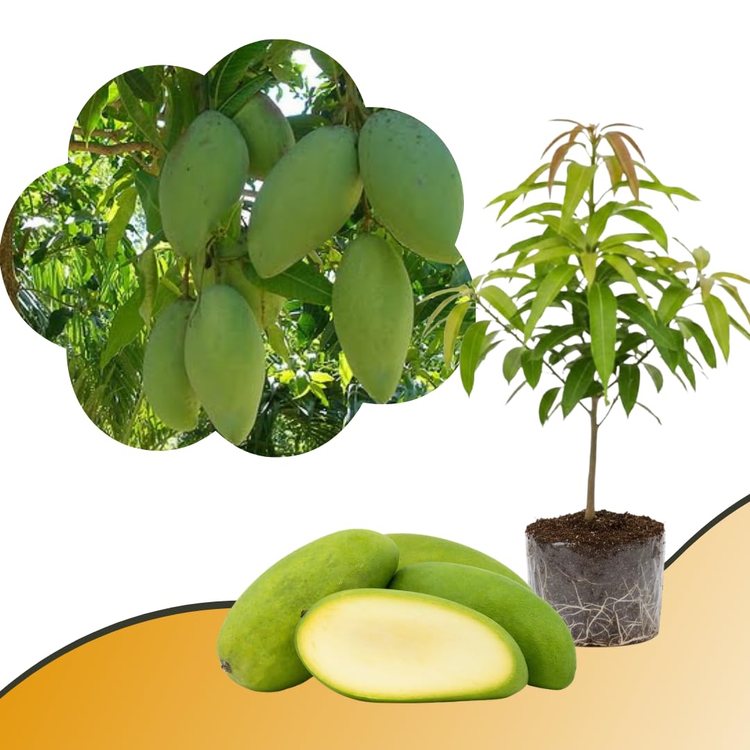 Mango Tree Live Plant, Sweet Mango Plant, Tropical Fruit Tree in 3 Gallon Pot for Outdoor Planting (Large Fruit Mango)