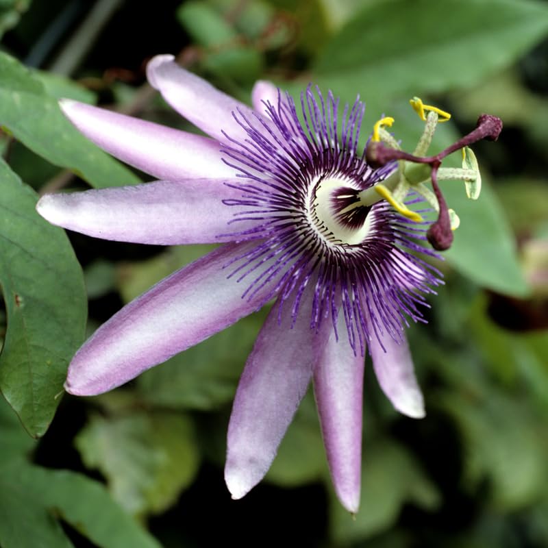 Set 2 Passion Flower Plants Live, Well Rooted Passiflora Flowering Vine 4-7'' Tall, Vibrant Blooms for Garden or Containers (Red)