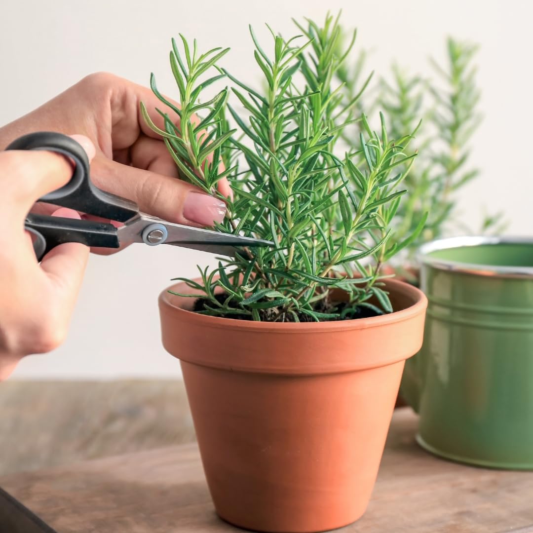 3 Upright Rosemary Plants Live for Indoor Outdoor Planting, Cold Hardy, 4-6" in Tall, Culinary and Ornamental, Fast-Growing