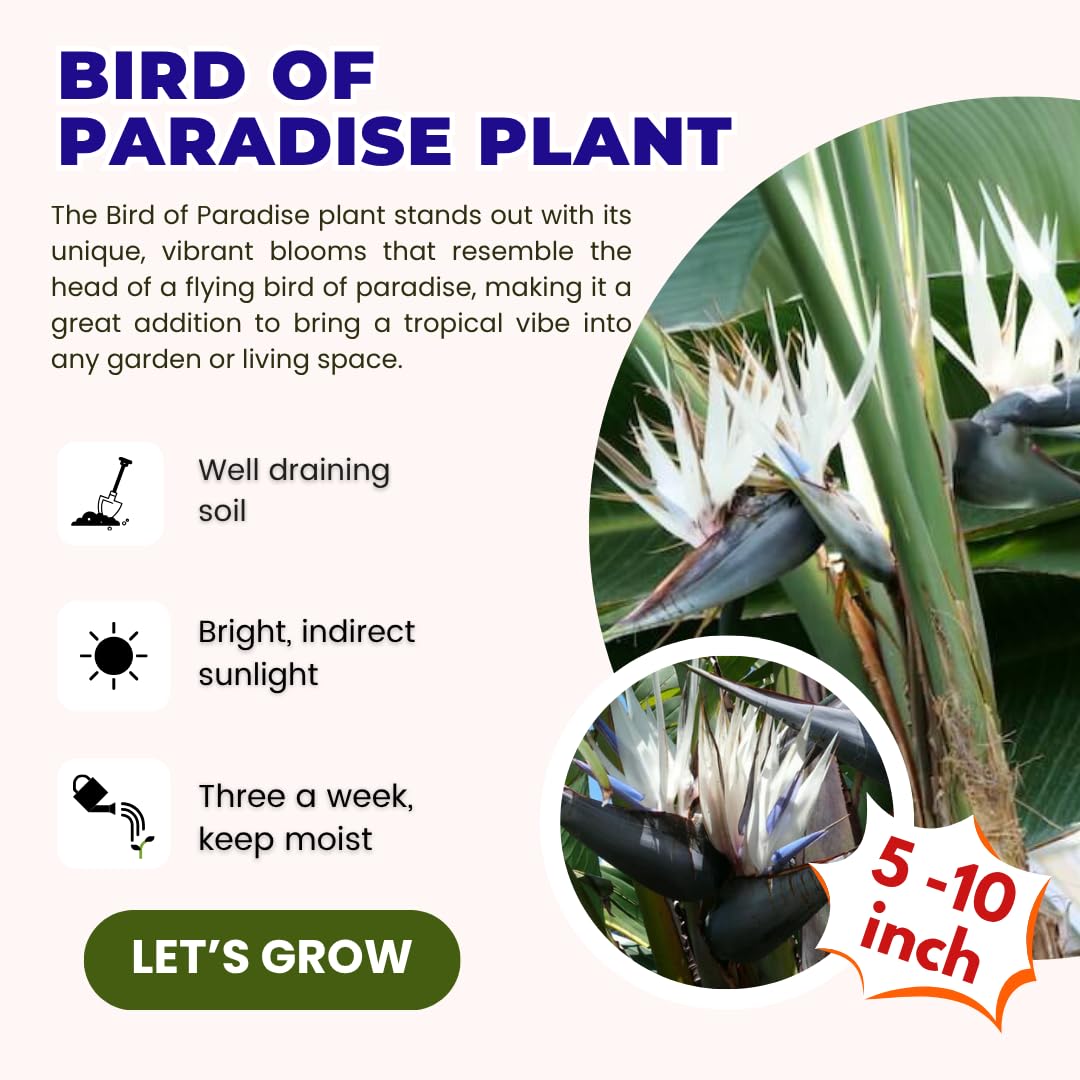 White Bird of Paradise Live Plant, Size 5-12” Tall, Strelitzia Reginae Houseplant Indoor Outdoor Tropical Plant