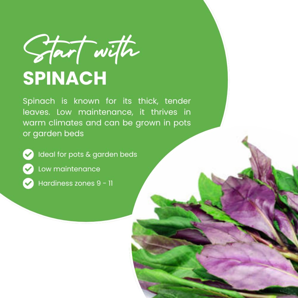 Set 2 Green Purple Spinach Plants Live, Spinach Seedling, Hardy Vegetable, 4 to 6 Inches Tall, Perennial Plant for Zones 9-11