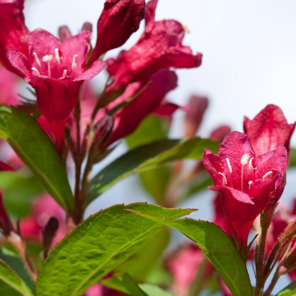 Red Weigela Plant Live, Weigela Flower Shrubs in Quart Pot for Outdoor Planting, Dormant in Winter