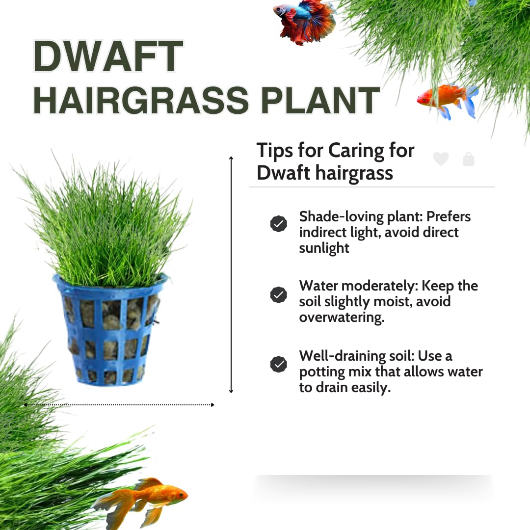 Live Aquarium Plants, 14 Dwarf Hair Grass Plants, Hairgrass Plant Aquarium, 3 to 6 Inc Tall, Live Dwaft Hairgrass Plant, Aquarium Grass Plants Live