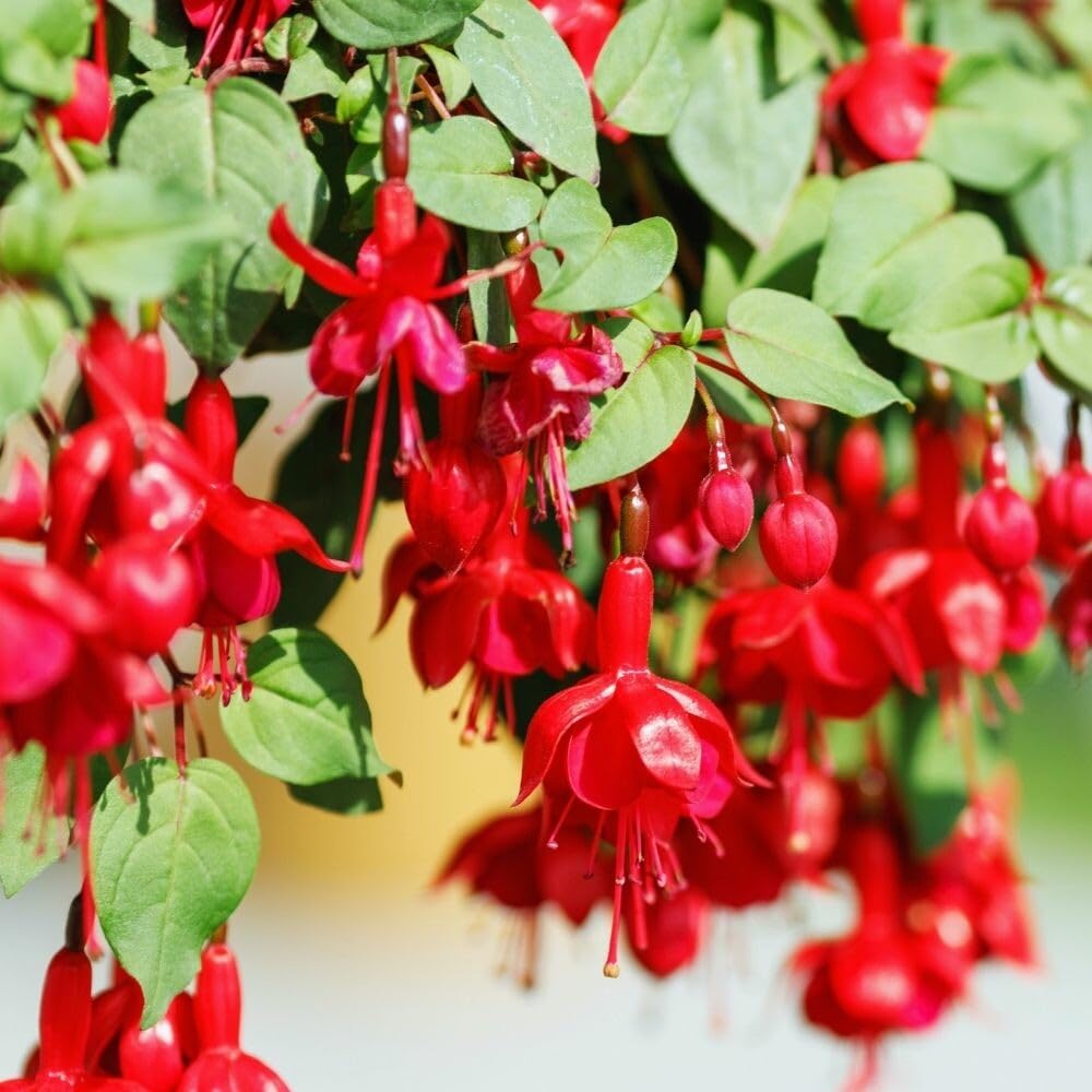 3 Fuchsia Plants Live, 5 to 7 Inc Tall, Red Fuchsia Flower Plants for Your Garden