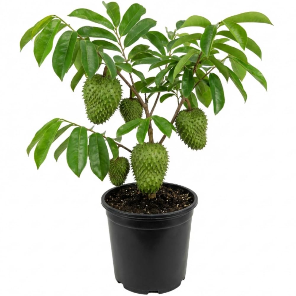 Soursop Tree, 2-3 Ft Tall Grafted Soursop Tree Live Plant in Gallon Pot, Tropical Guanabana Trees, No Ship to CA