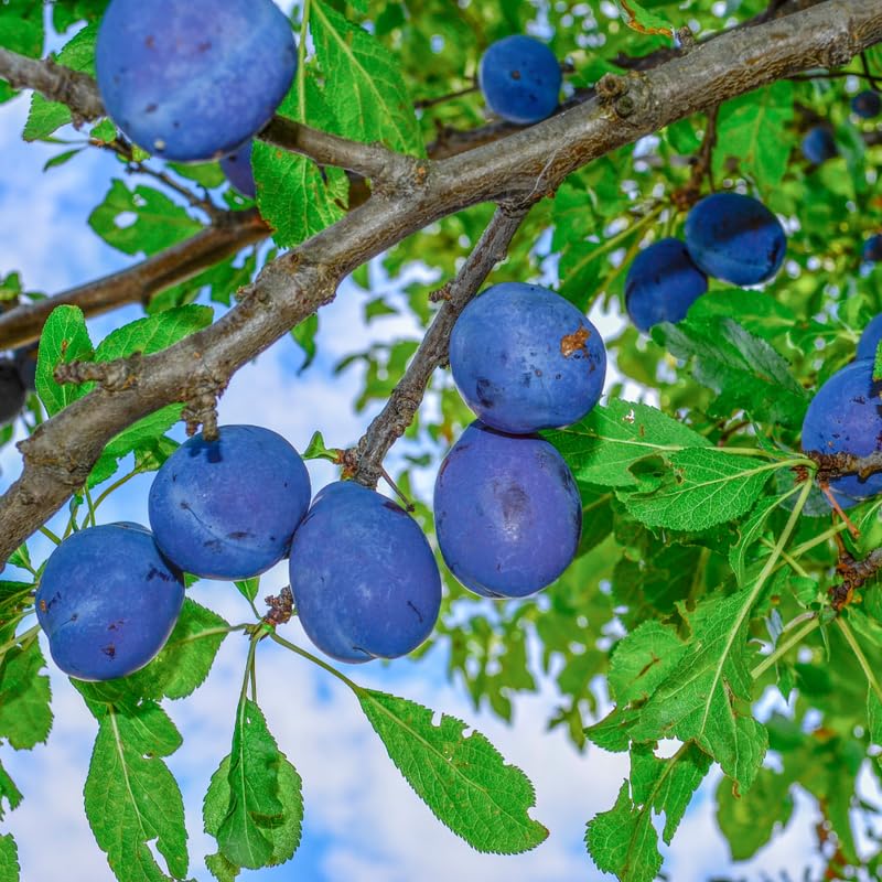 Santa Rosa Plum Tree Live Plant, 3 Feet Tall, Sweet Plum Fruit Plant Live for Home Garden, 3 Gallon Pot, No Ship to CA