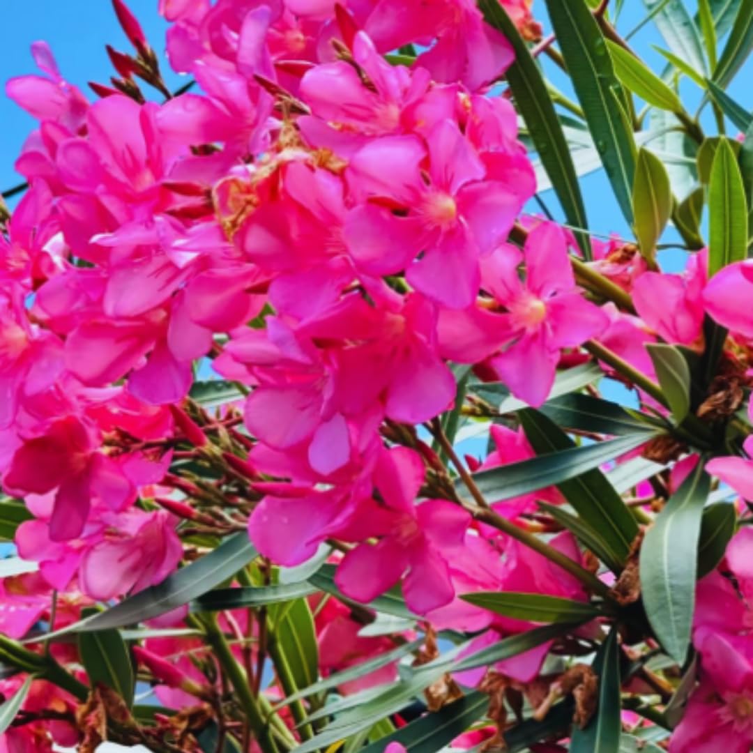 3 Oleander Plants Live, 4 to 7 Inc, Pink Oleander Flower Bush Plant Garden Inside Outside, Fragrant Flower Plants