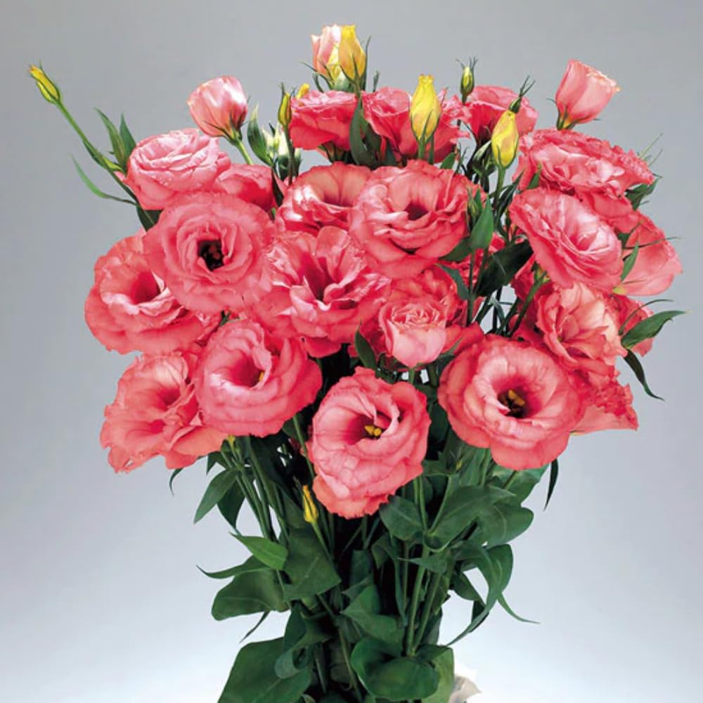 Eustoma Lisianthus Plant Live, Lisianthus Flowers Well Rooted Plug 2-3 Inch Height, Lisianthus Thornless Roses Seedling (Deep Apricot Lisianthus)