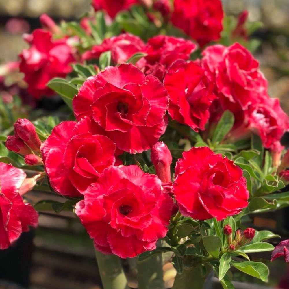 Adenium Desert Rose Plant, Starter Desert Rose for Planting Indoor Outdoor, 4-6 Inches, Flowering Succulent Seedling (Red Blooms)