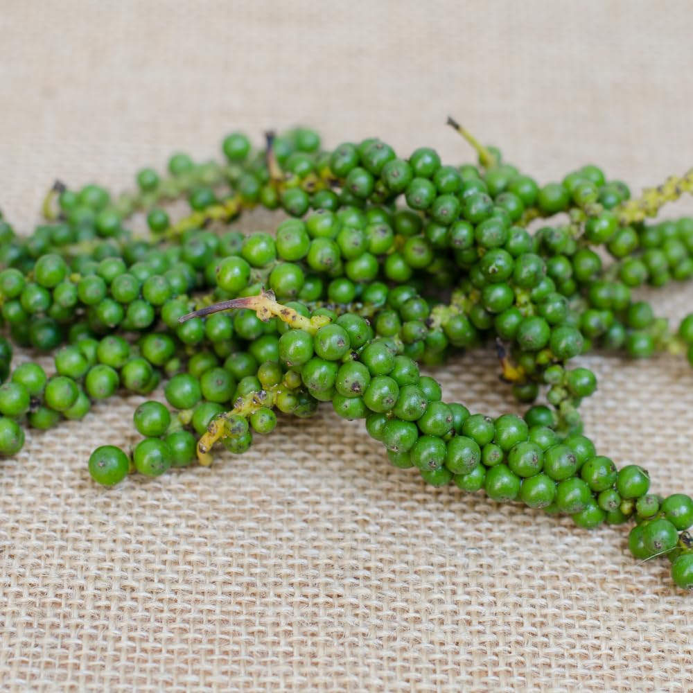 Black Pepper Plant Live, Black Pepper Tree Plant, 4 to 6 Inches, Well - Rooted Piper Nigrum Seedling for Indoor Outdoor Growing