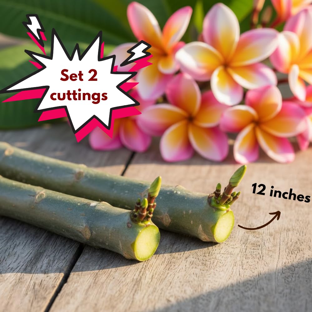 Set 2 Pink Plumeria Plant Cutting Flowers, Rare Plumeria from 10 to 12 Inches Unrooted Cutting, Fragrant Tropical Flowers for Landscaping
