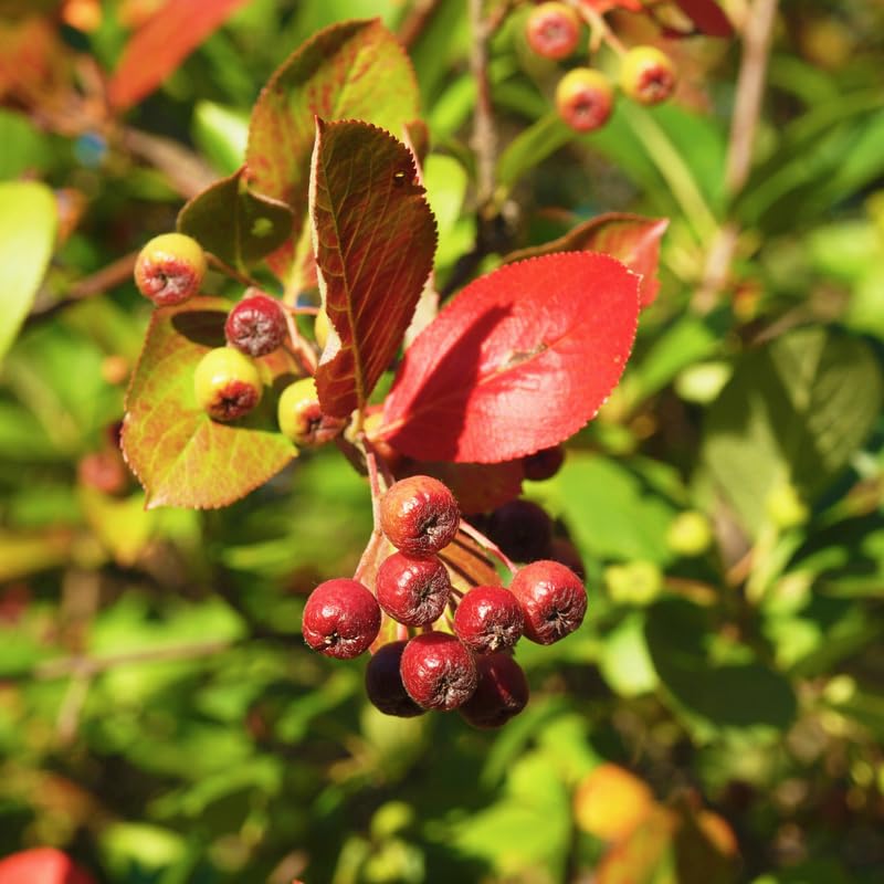 Red Chokeberry Plant, 6-12 Inch Tall, 2.5 Inch Pot Aronia Berry Plant Shrub for Planting, Dormant in Winter