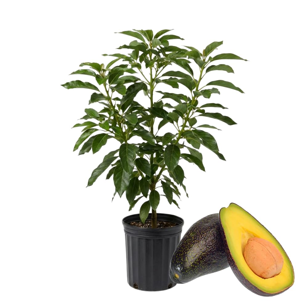 Black Avocado Plant Live in 3 Gallon Pot, Hardy Avocado Grafted Tree, Fruit-Bearing Tropical Tree for Planting Outdoor