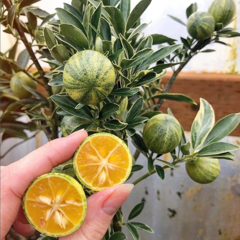 Variegated Kumquat Live Tree in 3 Gallon Pot, Citrus Fruit Plant 1–3 Ft Tall, Ideal for Patio Growing, No Ship to CA