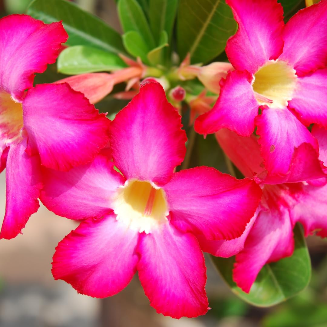 Live Desert Rose Plant, Adenium Obesum Desert Rose, Flowering Succulent, 4-7 Inches Tall for Indoor or Outdoor Planting (Pink Desert Rose)