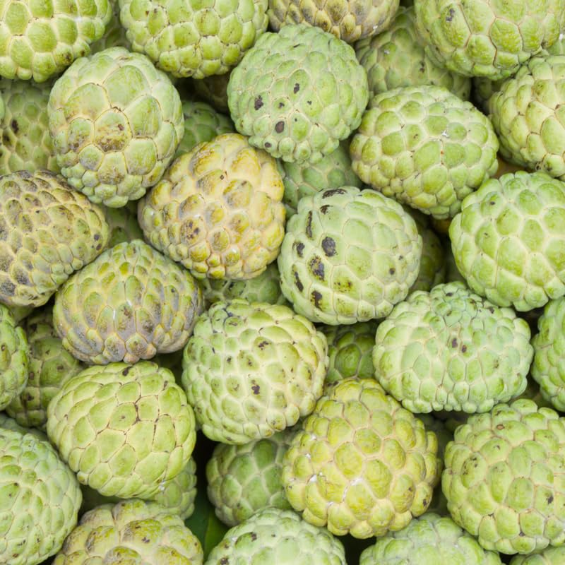 Green Sugar Apple Tree, Sugar Apple Fruit Trees Live Plants, 3 Gallon Pot, 2-3 Ft Tall Plant for Growing Outdoor, No Ship to CA