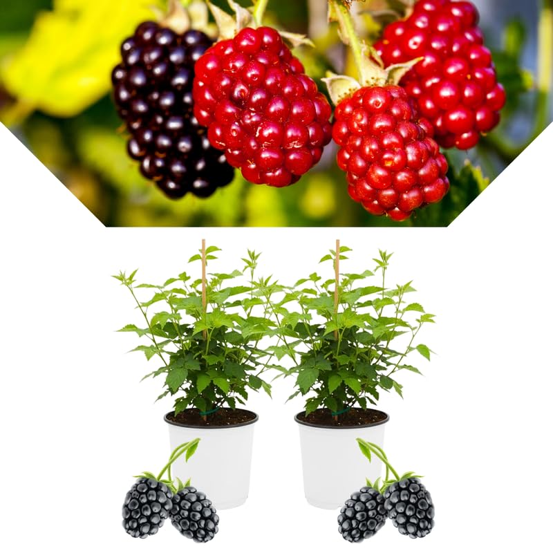2 BlackBerry Bushes Live Plant, Sweet, Thornless, High Yielding Berries for Outdoor Planting, Fully Rooted 4-7 Inches (Von)