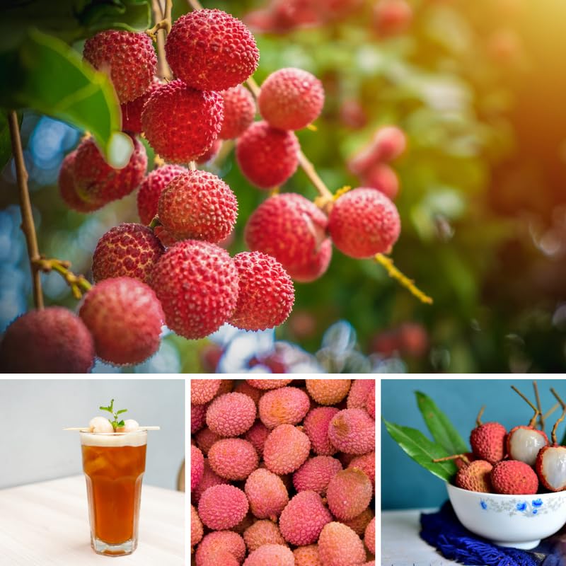 Mauritius Lychee Tree Live Plant, Lychee Tree, Hardy Tropical Fruit Live Plant, 2-3' in Height 3 Gallon Pot for Planting, No Ship to CA