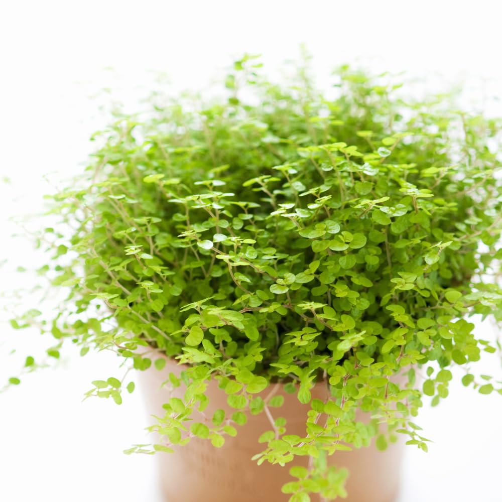 Live Dwarf Baby Tears Freshwater Aquarium Plant, 1 Portion Plant
