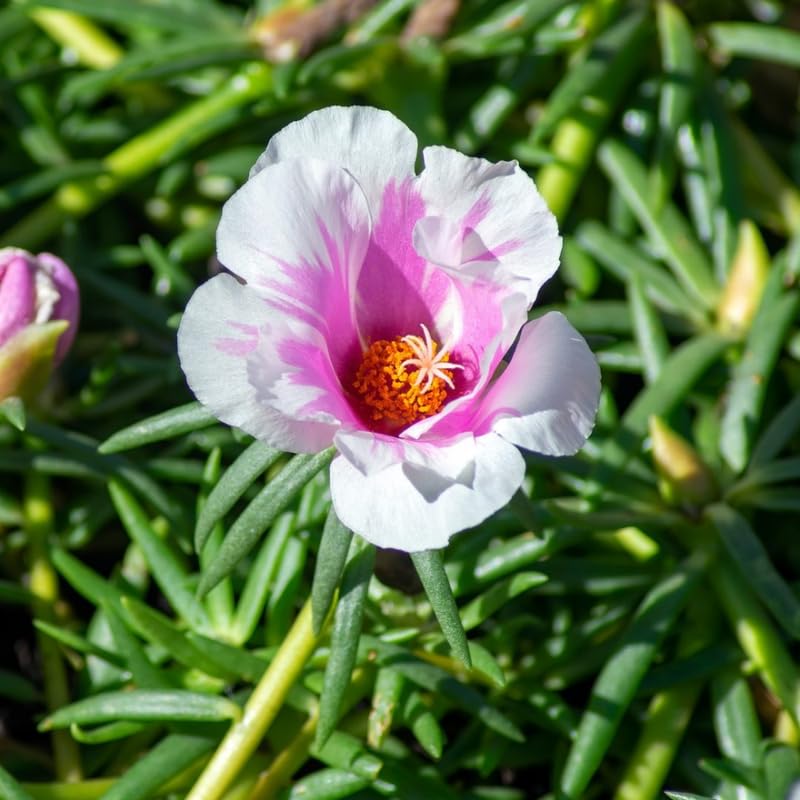 4 Pink White Moss Rose Plants Live, Portulaca Ground Cover Flowers, 4-6 Inch Tall Plants for Garden or Containers