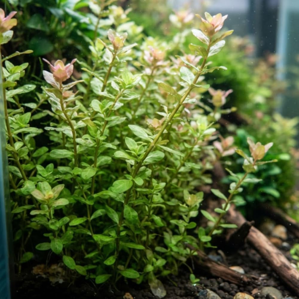Green Rotala Aquarium Plant, 1 Bundle Live Stem Plant
