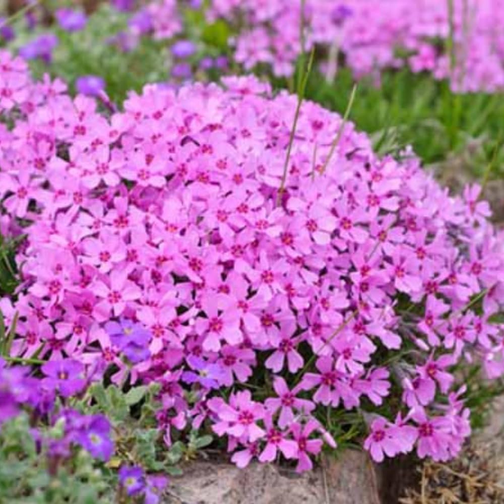 2 Pink Creeping Phlox Plants Live Perennials, Creeping Phlox Live Plants, 4-6 Inch Tall, Ornamental Phlox Flowers Seedlings