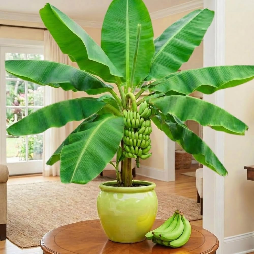 Grand Nain Banana Tree High Yield, Banana Live Plant Tropical Fruit, Easy to Plant Outdoor Banana Plants, 5-7 Inc Tall, Well-Rooted, No Pot, Winter Hardy