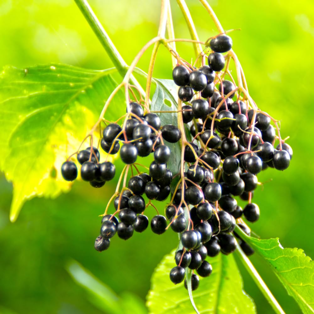 Set of 4 Elderberry Rooted Cuttings, 8-12 Inch Tall Live Elderberry Plants, Hardy Fruit Shrubs for Outdoor Garden Planting
