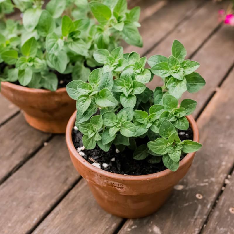 4 Oregano Plants Live, Well Rooted Herbs Starter 4-8 Inches, Versatile Garden or Patio Plants for Planting