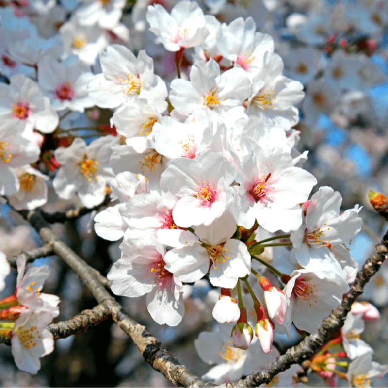 Live Cherry Blossoms Tree Plant, Yoshino Flowering Cherry Blossom in 2.5 Inches Pot, Dormant in Winter, Perennial Bloom, 9 Months Old Trees