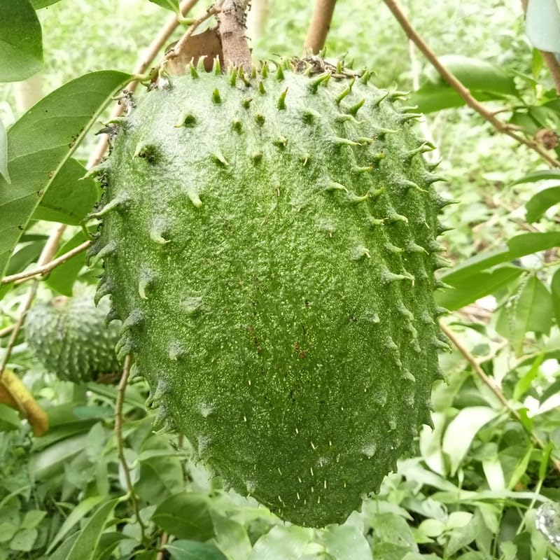 Soursop Plant Live for Planting, Soursop Tree Live Plant, Tropical Fruit Plant, 2-3 Feet Tall in 3 Gallon Pot, No Ship to CA