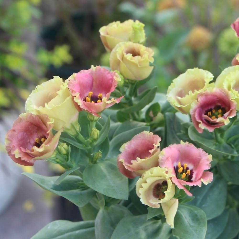 Sets 2 Chocolate Brown Lisianthus Eustoma Live Plants, Plug Size, Well-Rooted, Texas Bluebell, Thornless Love Rose Plant, Spring to Fall Bloom, 2-4" in Tall Starter