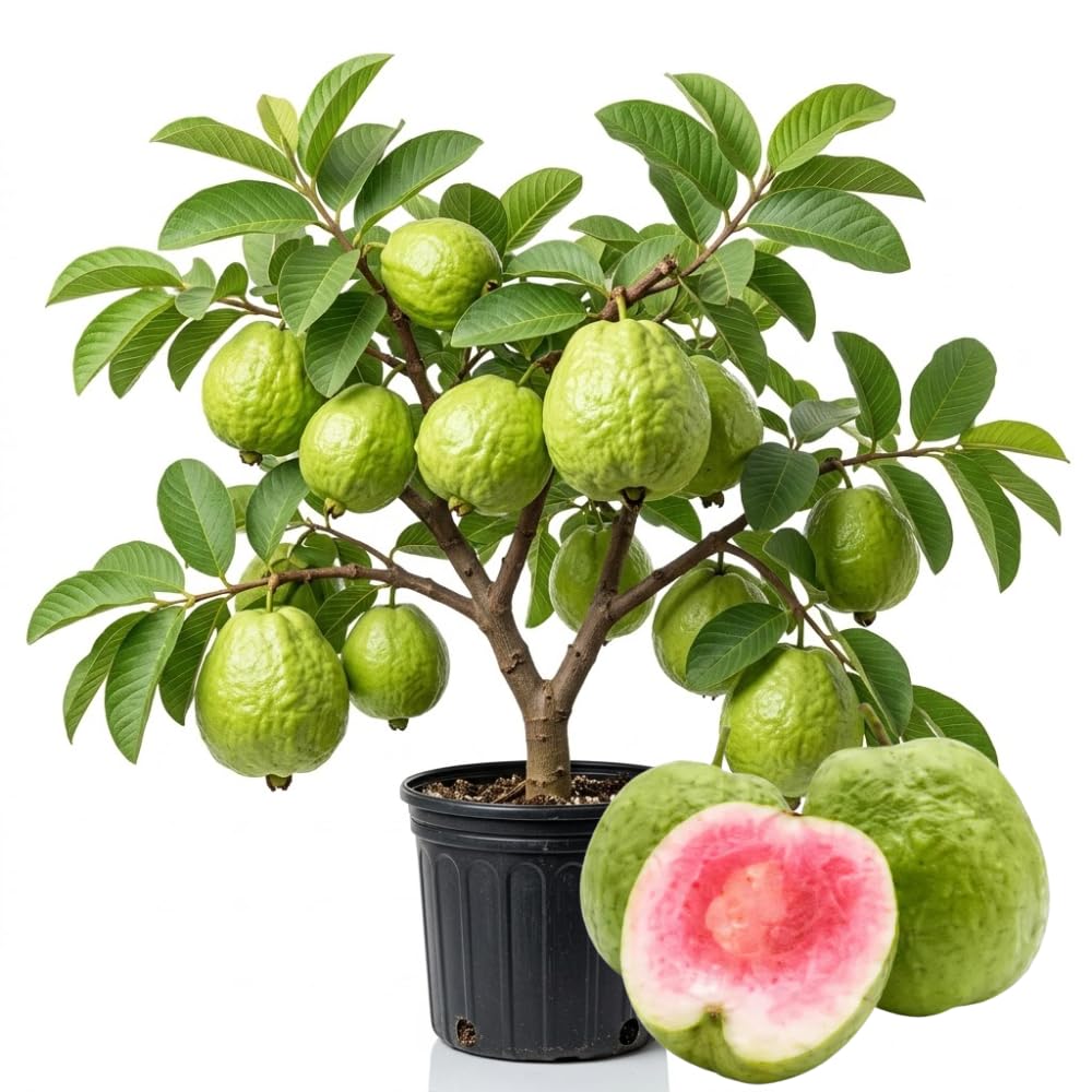 Ruby Guava Plant Live, Hardy Tropical Guava Plant 3-4 Feet, Guava Fruit Tree Well Rooted in 3 Gallon Pot, No Ship to CA
