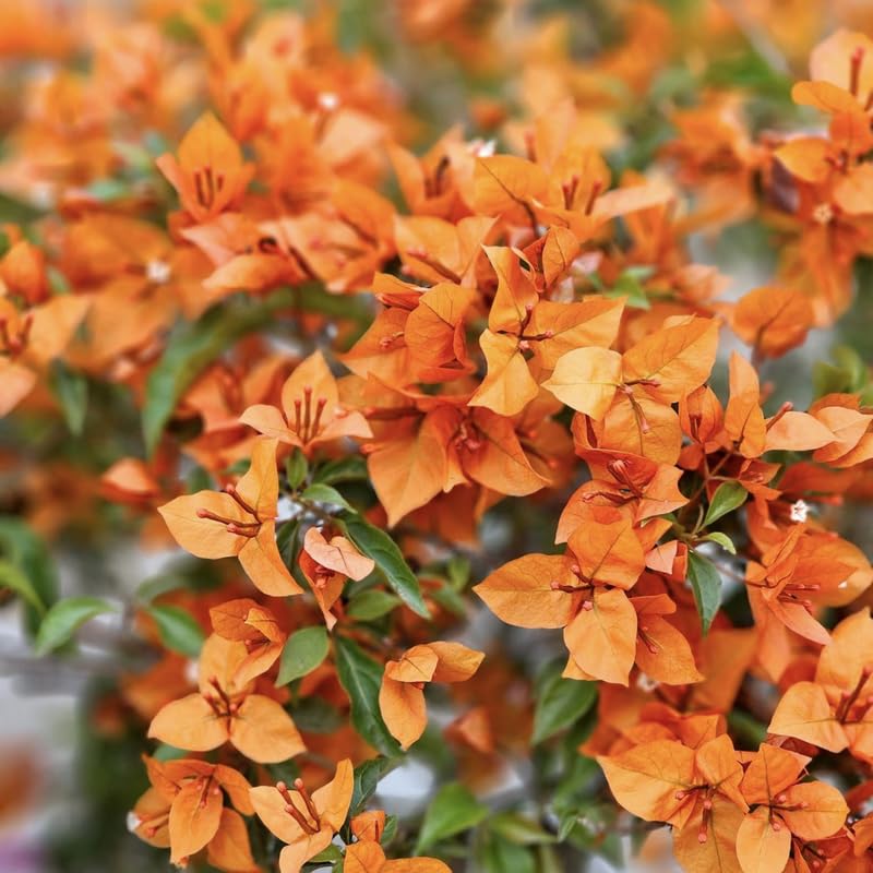 3 Fire Bougainvillea Plants Live, 4-8” Tall Well-Rooted Bougainvillea Vine Flower Plants, Tropical Climbing Plants, No Pot