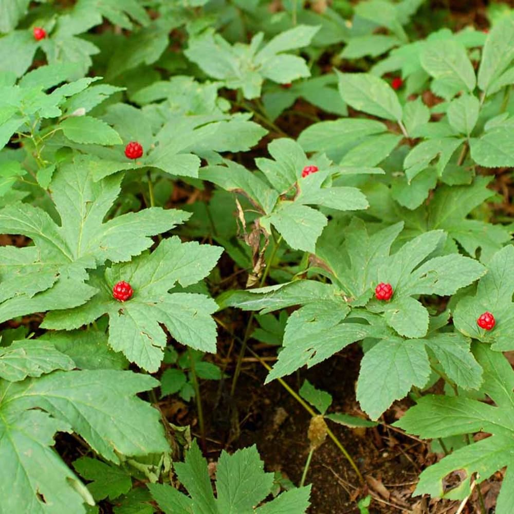 5 Goldenseal Roots Live Plants, Bare Root Goldenseal Herb for Outdoor Growing and Planting