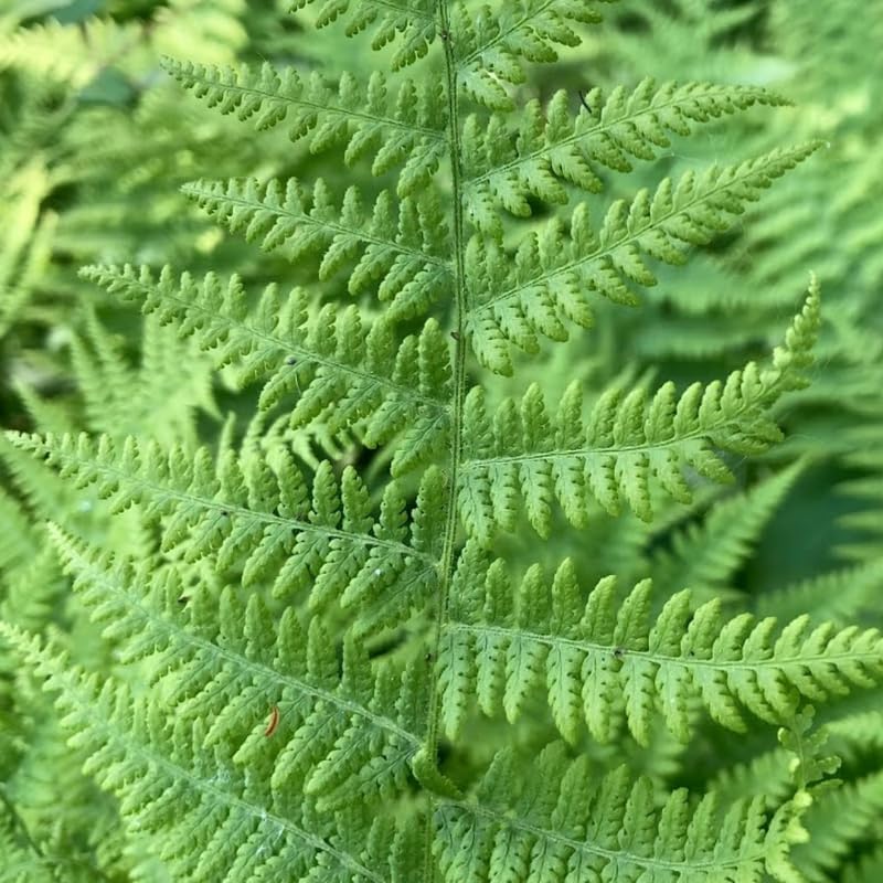 5 Hay Scented Ferns Live Plants Rhizomes, Ferns Live Plants Outdoors Indoors, Pack 5 Bare Roots