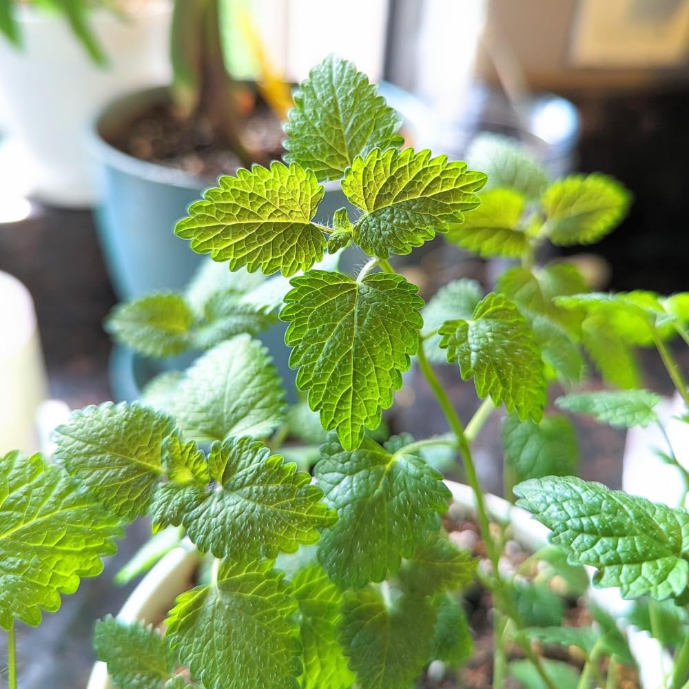 2 Lemon Balm Plants, Live Lemon Balm Herb Plant, Well Rooted Starter Plants 4-6 Inches