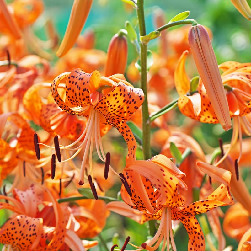 Set 10 Bulbs Turks Cap Lily, Perennial Lily Bulbs