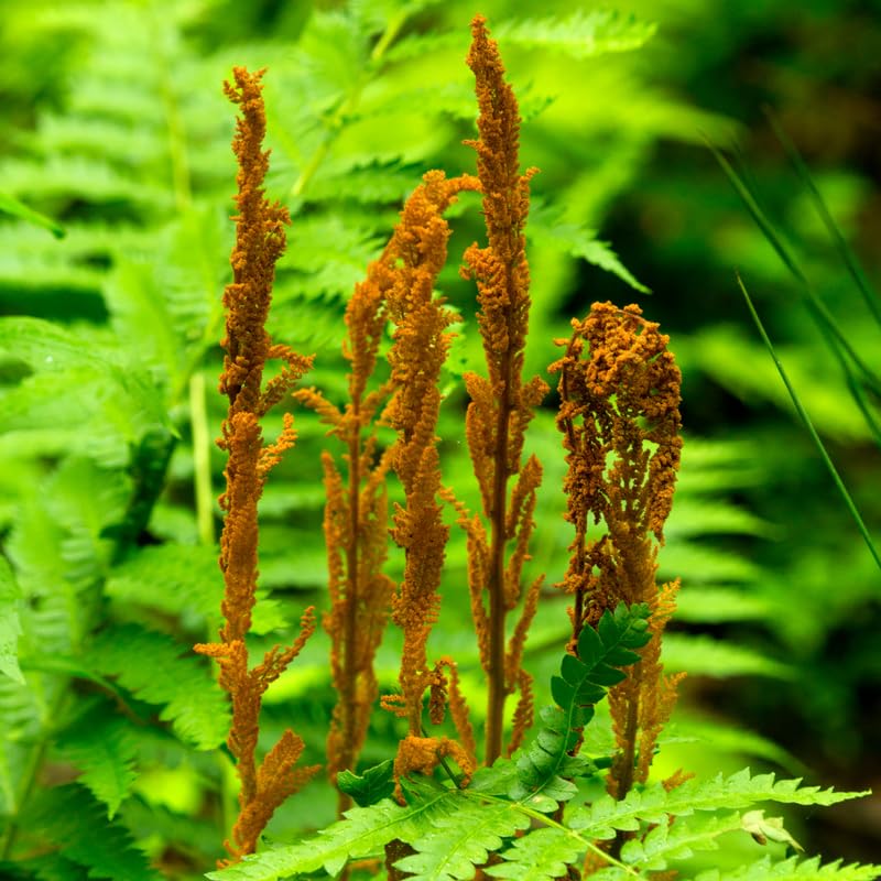 5 Cinnamon Ferns Live Plants Rhizomes, Ferns Live Plants Outdoors Indoors, Pack 5 Bare Roots