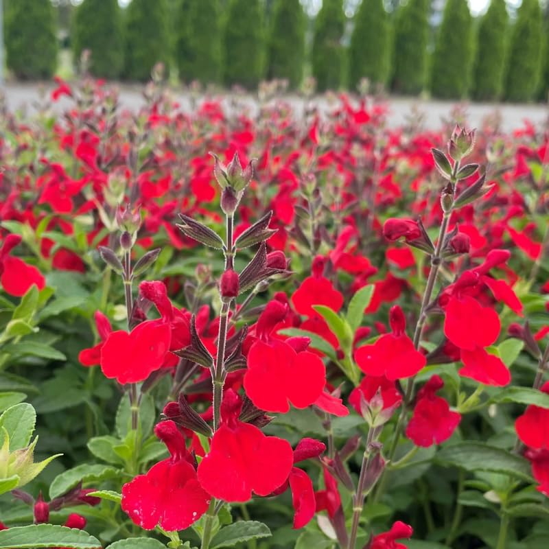 Sets 4 Red Salvia Sage Plants Live for Spring Planting, Size 4-6" in Tall, Fast-Growing and Quick Flower, Perennial Fragrant Shrubs Bush