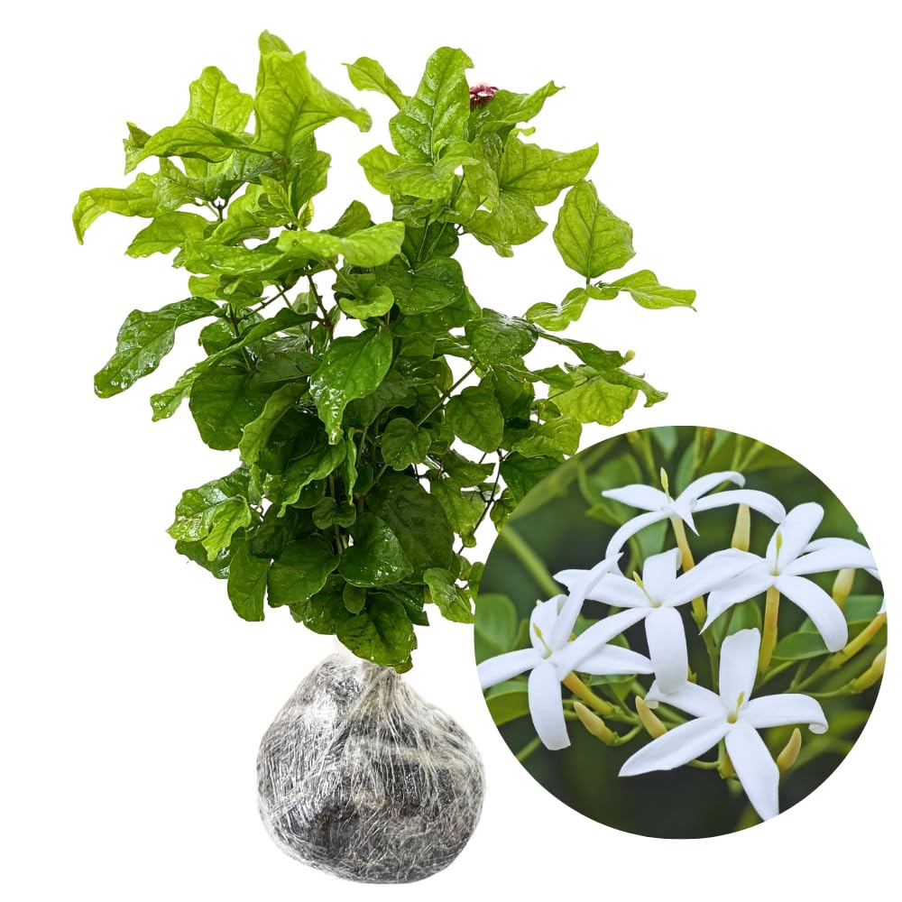 Jasmine Plants Live, Set 3 of White Jasmine Live Plants, 5 Inches to 7 Inches Long, Plant for Indoors Or Outdoor Gardening