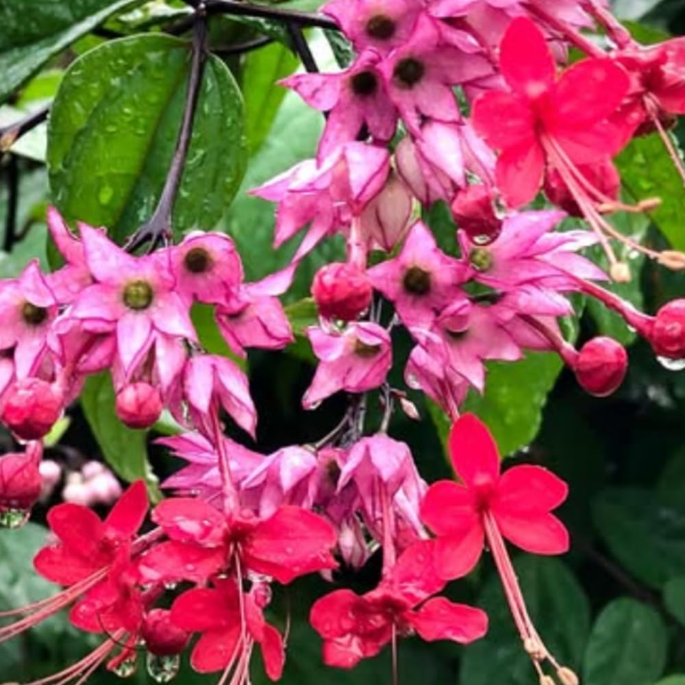 Set 2 Bleeding Heart Live Plants, Perennial Flowering Vine Plants, Fully Rooted 4-6 Inches, Containers and Garden Planting (Red Bleeding Heart Vine)