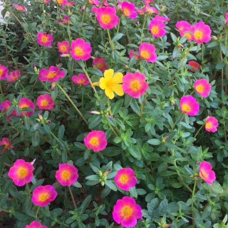 4 Light Pink Moss Rose Plants Live, Portulaca Ground Cover Flowers, 4-6 Inch Tall Plants for Garden or Containers