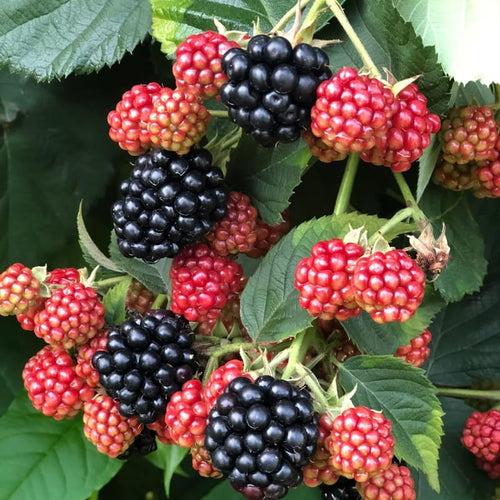 2 BlackBerry Bushes Live Plant, Sweet, Thornless, High Yielding Berries for Outdoor Planting, Fully Rooted 4-7 Inches (Von)