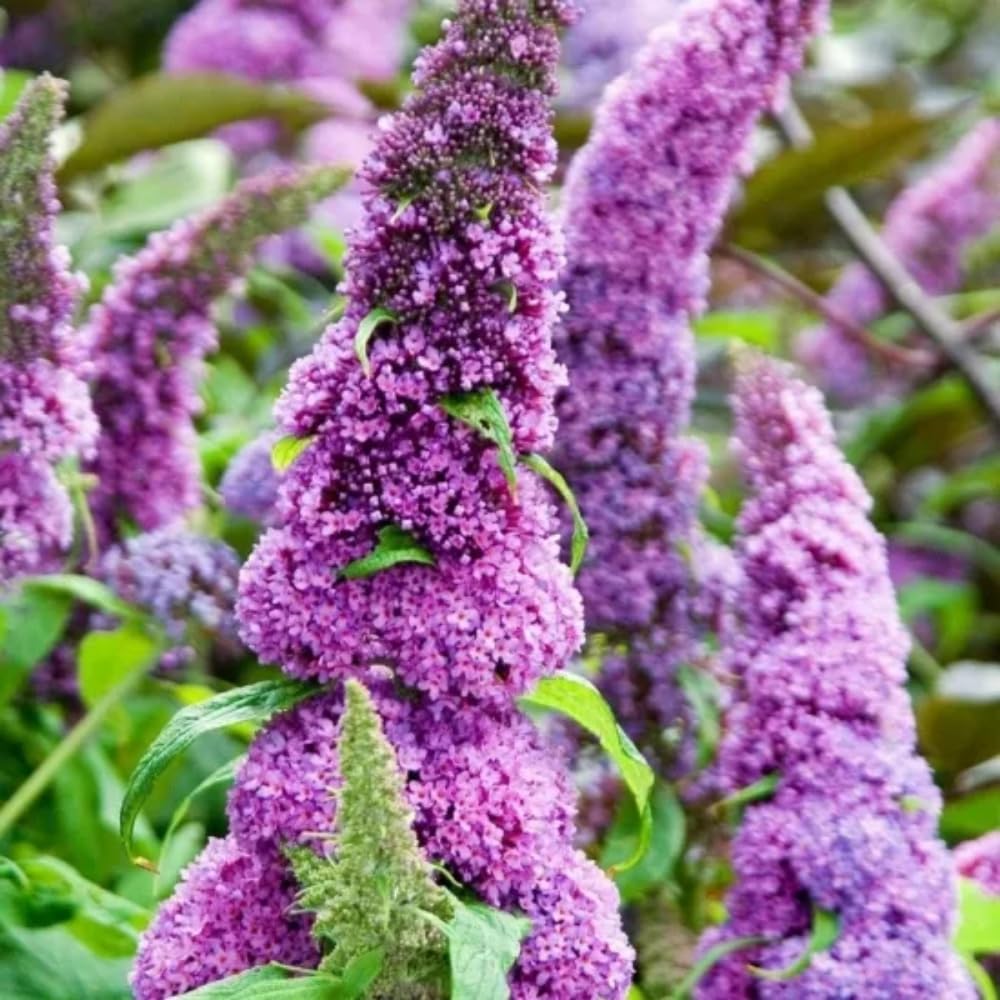 2 Butterfly Bushes Live Plants, Perennial Butterfly Bush for Outdoor Garden, Container Growing 4-7 Inches (Blue Purple)
