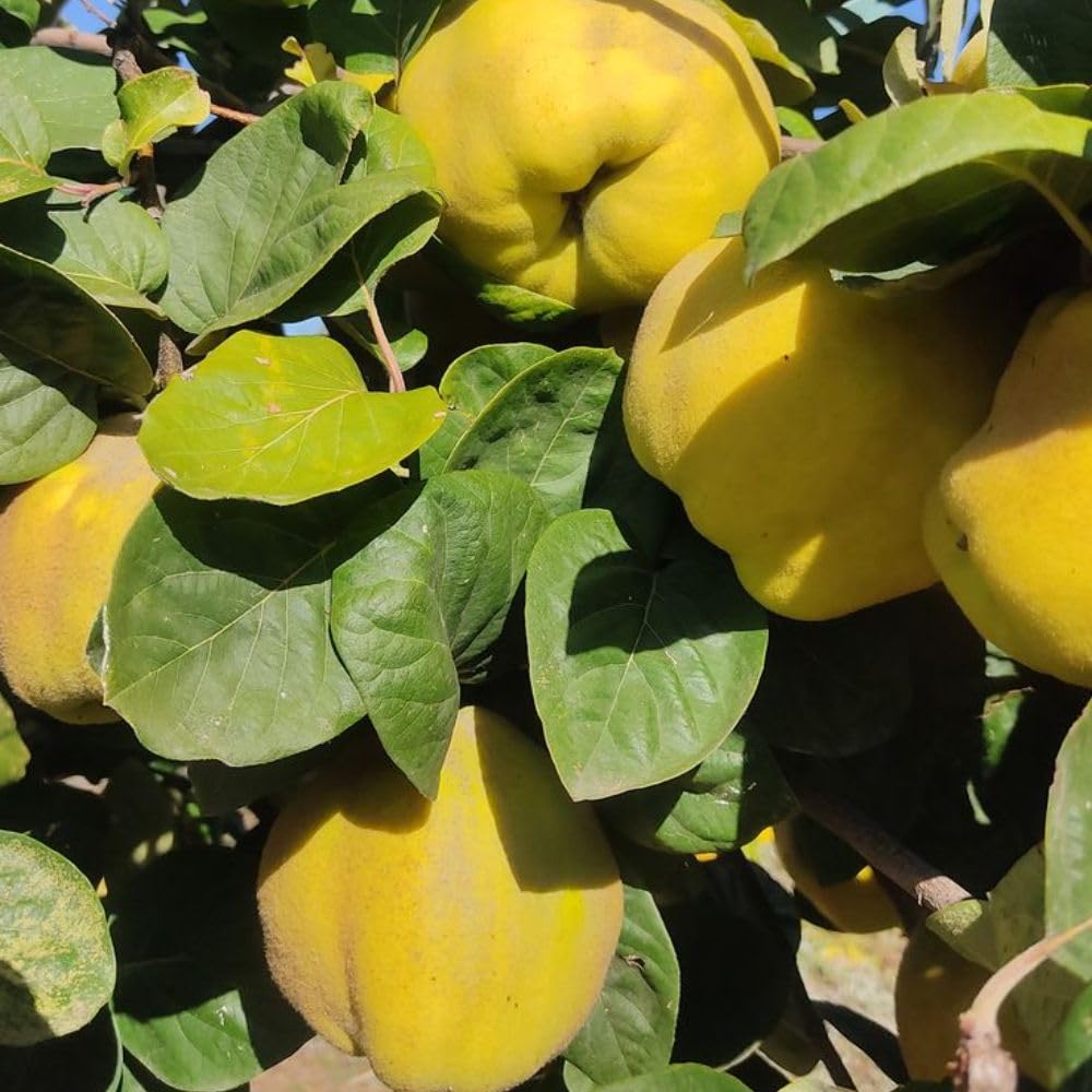 Quince Tree Plant Live 2-3 Feet Tall, Quince Fruit Plant for Planting Outdoor Garden, Well-Rooted