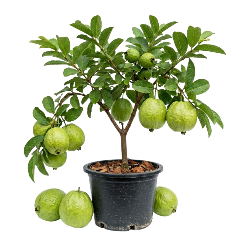 White Guava Tree Live Plant, Tropical Guava Fruit Tree for Planting, Sweet Fruit, 2-3' Tall in 3 Gallon Pot, No Ship to CA
